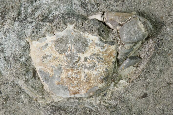 Fossil Crab (Longusorbis) Nodule Half - Canada #145362